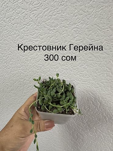 Сельдерей: Укорененные черенки/отростки. Адрес 8 мкр — 10