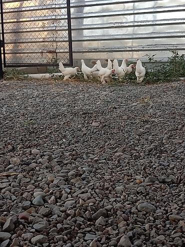 dağ toyuğu: Toyuq, Damazlıq — 3
