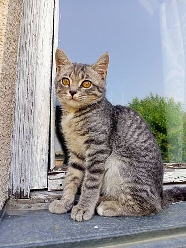 отдам в хорошие руки: Кошка даром: Беспородная, 4 месяца, Мальчик
