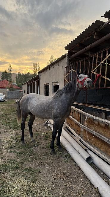кошка манас: Продаю Айгыр 5жаш 2 асый 
Бою 168.
Адрес Сокулук Жангарач — 2