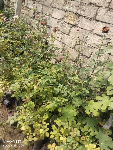 Ağaclar: Satılır: dekorativ bitkilər toplusu - Gül kolları (mini/çalı tipli) – — 21