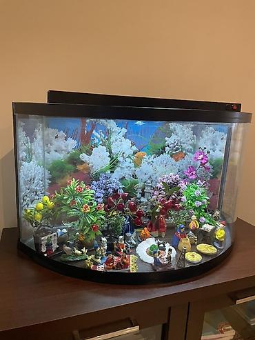 Yarımoval formalı dekorativ akvarium