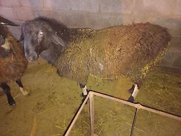 Баран, овца: Продаю | Баран (самец) | На забой, Для разведения — 4