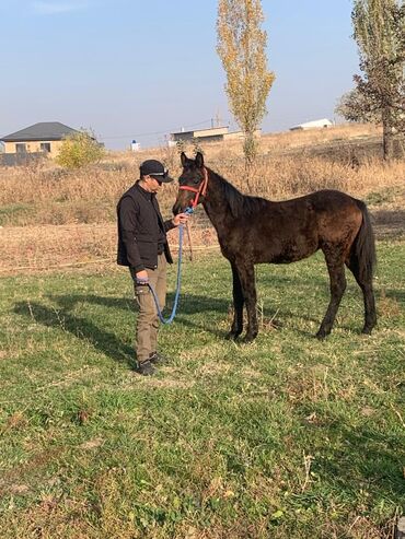 продаю музоо торпок корова самка бык самец айрширская ангус алатауская на забой для разведения на откорм племенные нетель привязанные: Продаю | Жеребенок | Рабочий