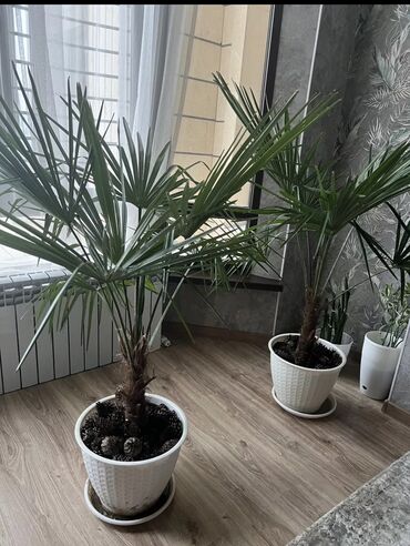 Пальмы: Продаю пальмы высотой 1,5 метра
Не прихотливые растения