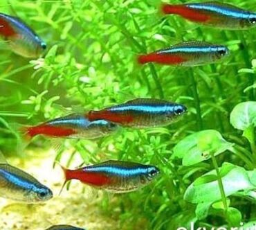 Balıqlar: Akvarium baliglarinin satiwi 🐬Ağ şəffav danio ve glofishler 0.40azn 🦈 — 16