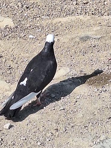 qusxana: Cins: Dekorativ/uyuq güvercin (başlıq ağ papaqlı, bədən tünd) Rəng — 4