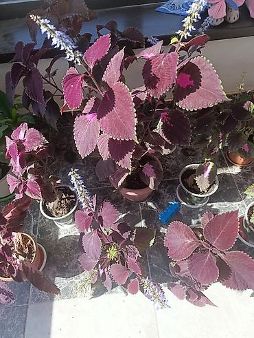 комтер: Колеус декоративно-лиственный (Plectranthus scutellarioides) в — 4