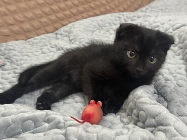 скотиш фолд шотланская вислоухая 1 месяц деврчка серый: Скотиш Фолд (Шотландская вислоухая), 3 месяца, Девочка, Черный, Проглистована