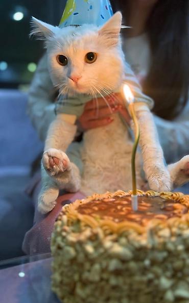 Pişiklər: Britan — 9