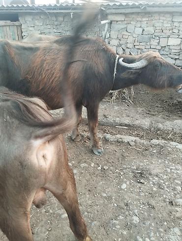 купить хомяка в баку: Məhsul: Camış və erkək bala (camış buzovu)

Təsvir:
- ikimin altı yüz — 1
