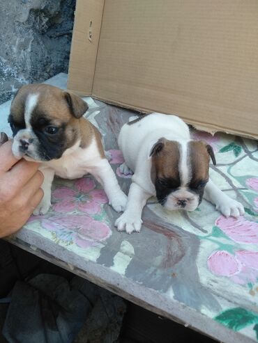 малинуа собака: Продаю щенков французкий бульдог мальчик и девочка цена 6000сом