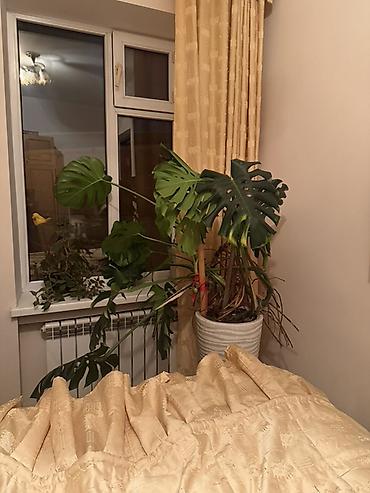 Монстеры: Монстера делициоза (Monstera deliciosa) — крупное комнатное растение с — 3