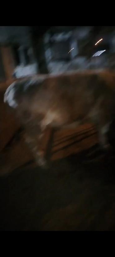 Inəklər, öküzlər: Salam aleykum əziz dosdlar bele bir gözel dogmamiş dügemiz çıxdı -da lalafo.az — 18 Inəklər, öküzlər: Salam aleykum əziz dosdlar bele bir gözel dogmamiş dügemiz çıxdı — 18