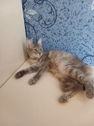 pisik etibarli: Qisirlasib .heyvansevere sahiblendirilir — 3