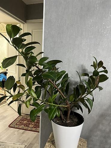 Другие комнатные растения: Комнатные крупномеры, готовые для озеленения интерьера. Состав: - — 29