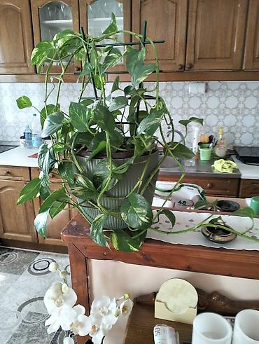 Ostale kućne biljke: Sukulenti u saksijama – više vrsta - Sedum (različite sorte) — 14