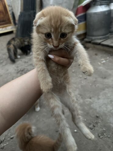 Отдам даром кошку: Кошка даром: Скотиш Фолд (Шотландская вислоухая), Мальчик