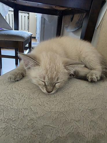 сиамский: Кошка даром: Сиамская, 2 месяца, Мальчик — 4