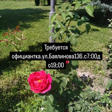 работа официант бишкек 16 лет: Требуется Официант Без опыта, Оплата Ежедневно