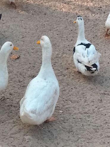 Ördəklər: Satılır: ördək sürüsü - Növlər və rənglər: ağ, qara, boz, qəhvəyi və — 16