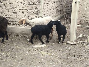 Баран, овца: Продаю | Овца (самка) | Полукровка | Для разведения | Матка — 5