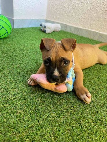 Psi: Registrovana odgajivacnica pasa "Happy Puppies" ima u ponudi prelepe — 7