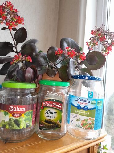 вытяжки кухонные встраиваемые: Qarisiq olcudə bankalar qapaqlari ilə təmiz səliqəli bir ədədi 20