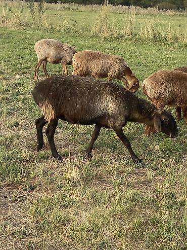 крупный рогатый скот: Продаю | Овца (самка), Ягненок | Для разведения — 5