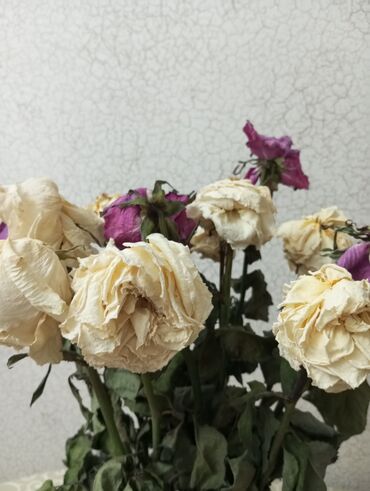 цветы розы ош: Семена и саженцы Роз, Бесплатная доставка