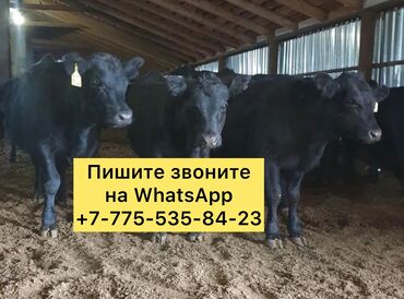 продаю кукурузу в початках: Бычки телята тёлки Ангус сементал герефорд ауликоль Гольштейн лимузин