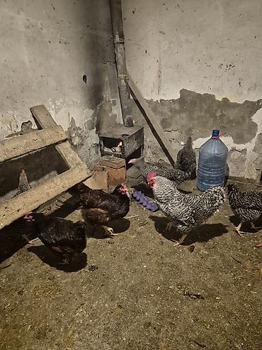 Toyuqlar: Toyuq, Yumurtalıq, Pulsuz çatdırılma — 8