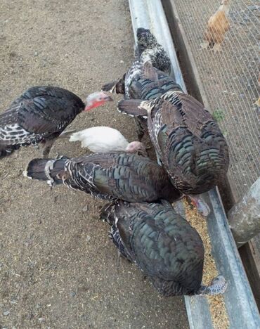 куры домашние купить: Срочно продам домашних индюков!!! Хорошие!!! Возраст от 1 года до 2-ух