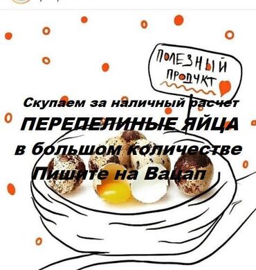 Птицы: Скупаем для кафе перепелиные яйца в большом количестве за наличный