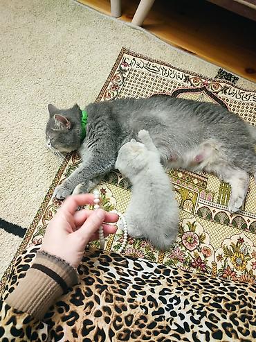 Pişiklər: Britan yastı qulaq — 9