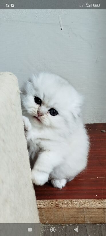 кошка шотландский: Скотиш Фолд (Шотландская вислоухая), 1 месяц, Мальчик, Белый, Приучена к лотку, Проглистована