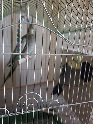 quş üçün qəfəs: Nimfa (Cockatiel) cütü və qəfəs dəsti - Növ: Nimfa tutuquşuları (cüt) — 1