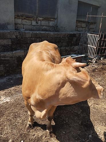 erkek: Məhsul: Sarı-qonur rəngli erkək mal-qara (qısabuynuzlu) Təsvir: - — 1