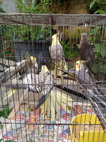 Yuvalar: Korella qəfəs yuva munasib qiymete -da lalafo.az — 11 Yuvalar: Korella qəfəs yuva munasib qiymete — 11