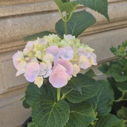 строительная компания частных домов в баку: Elan başlığı: Dayə işi istəyirəm – öz evimdə baxıram, isti və geniş ev