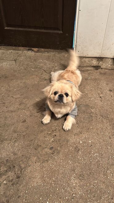 İtlər: Pekines, 1 il, Erkek, Peyvəndli, Ünvandan götürmə