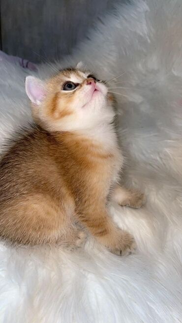 Pişiklər: Şotland uzun tüklü, Ödənişli çatdırılma — 7