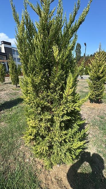 agac gulleri: Limoni şam ahacları dəyişdirilir İstəyən olsa sitrus agac növləri ilə — 5