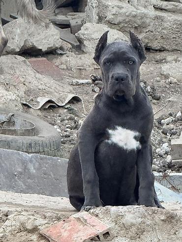 İtlər: Kane-Korso, 3 ay, Dişi, Peyvəndli, Pulsuz çatdırılma — 2