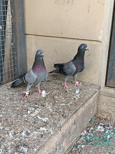 tutuqusu satilir: Ünvan fatmayi kendi cütdülər çox qəşəng kəməri göy hündür uzun — 4