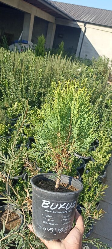 Ağaclar: Dekorativ çöl bitkilərinin satışı və Sifarişlə yetişdirilməsi.Satış -da lalafo.az — 16 Ağaclar: Dekorativ çöl bitkilərinin satışı və Sifarişlə yetişdirilməsi.Satış — 16