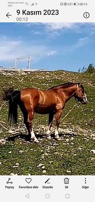 at cilovu: At satılır qarabag atı iri ezeleli Cox mehriban tam sağlam 7yas — 3