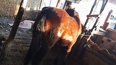 Лошади, кони: Продаю | Кобыла (самка) | На забой, Для разведения — 11