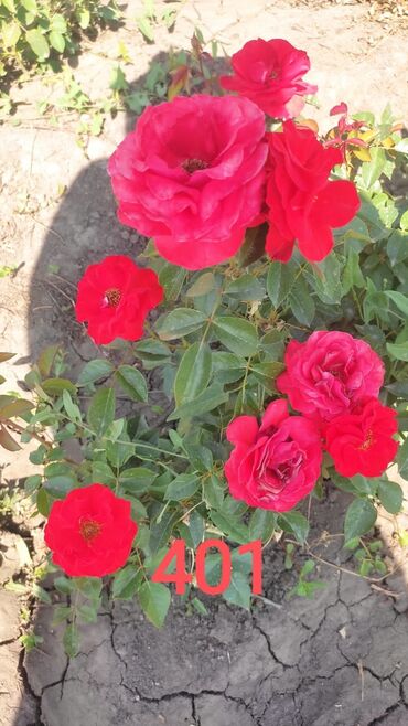 Садовые цветы и кустарники: Саженцы цветка: Розы — 5