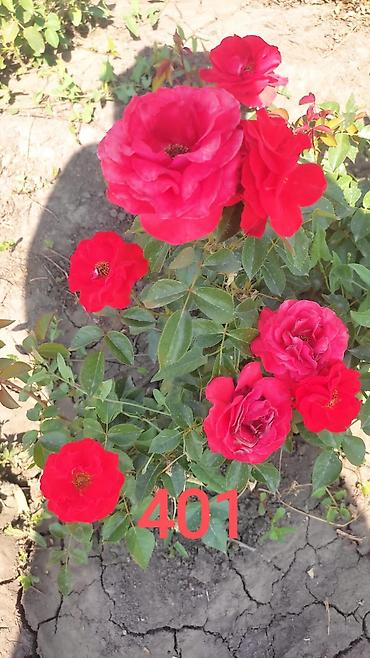 Комнатные розы: Миниатюрная роза (номер 412) с густомахровыми соцветиями — 8